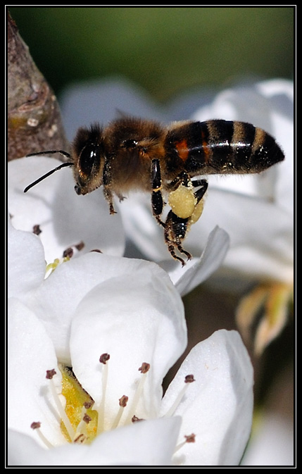 Abeille-avril_2009 (4)